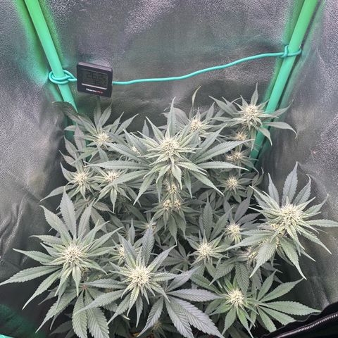 Dark Phoenix growlog timeline photo