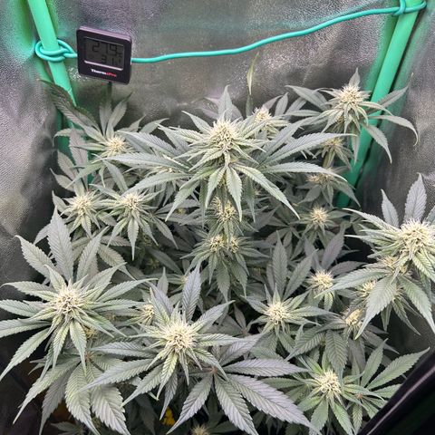 Dark Phoenix growlog timeline photo
