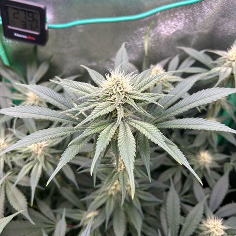 Dark Phoenix growlog timeline photo