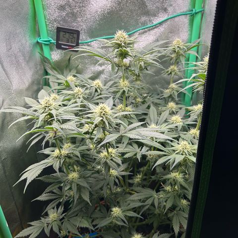 Dark Phoenix growlog timeline photo