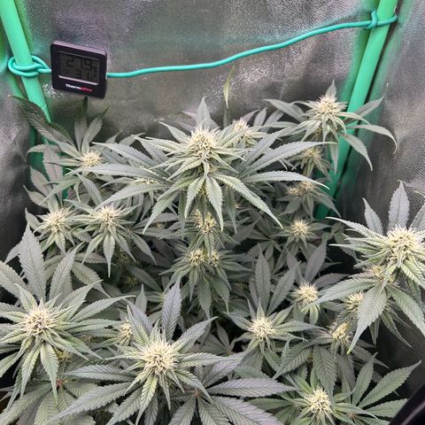 Dark Phoenix growlog timeline photo
