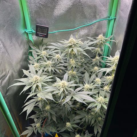 Dark Phoenix growlog timeline photo