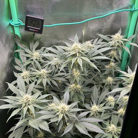 Dark Phoenix growlog timeline photo