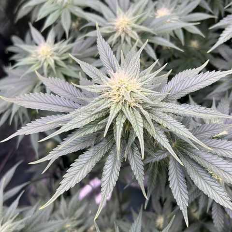 White Gorilla Haze #2 growlog timeline photo