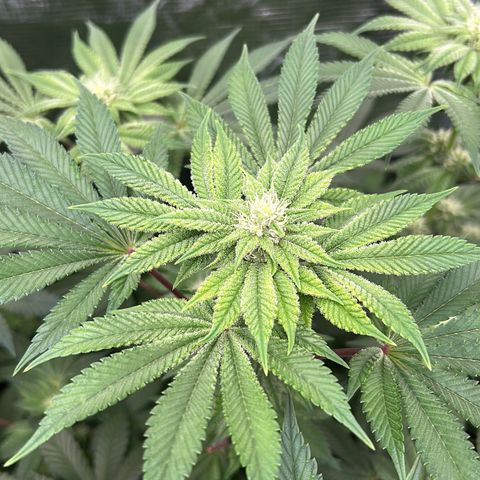 Persian Pie growlog timeline photo
