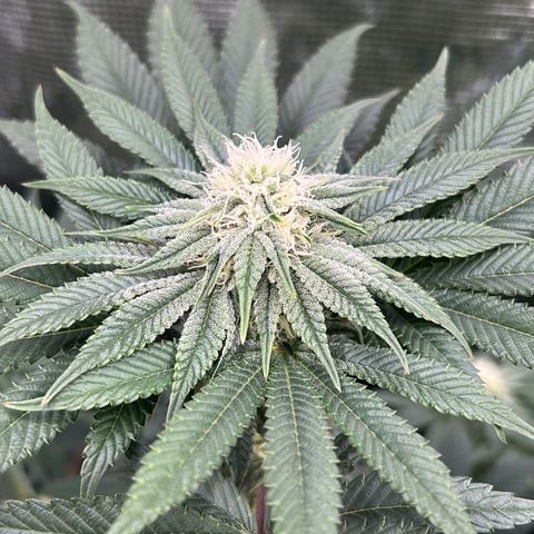 Lemon Orange 🍊 Super Lemon Haze x Clementine growlog timeline photo