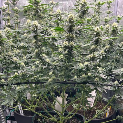 White Gorilla Haze #2 growlog timeline photo