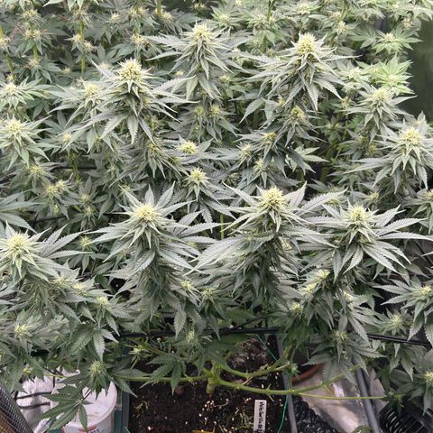White Gorilla Haze #2 growlog timeline photo