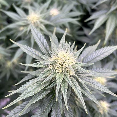 White Gorilla Haze #2 growlog timeline photo