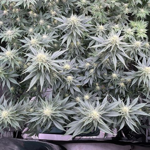 White Gorilla Haze #2 growlog timeline photo