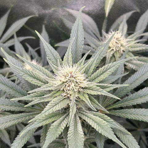 Dark Phoenix growlog timeline photo