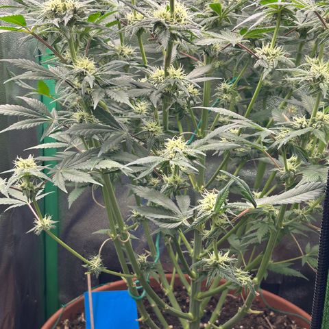 Dark Phoenix growlog timeline photo