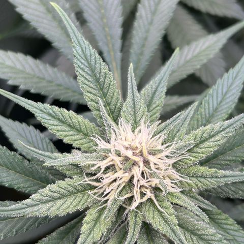 Dark Phoenix growlog timeline photo