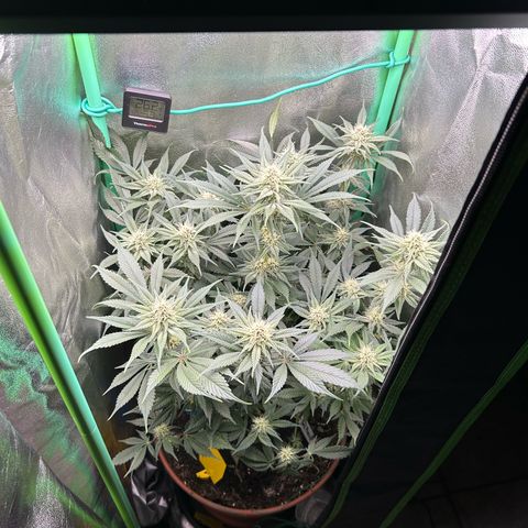 Dark Phoenix growlog timeline photo