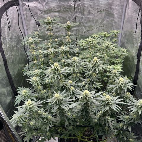 Lemon Orange 🍊 Super Lemon Haze x Clementine growlog timeline photo