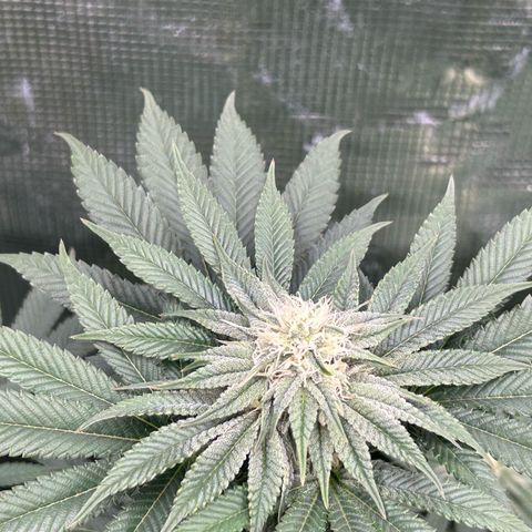 Lemon Orange 🍊 Super Lemon Haze x Clementine growlog timeline photo