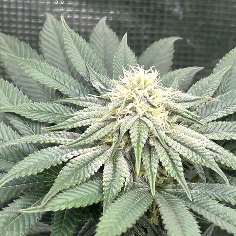 Lemon Orange 🍊 Super Lemon Haze x Clementine growlog timeline photo