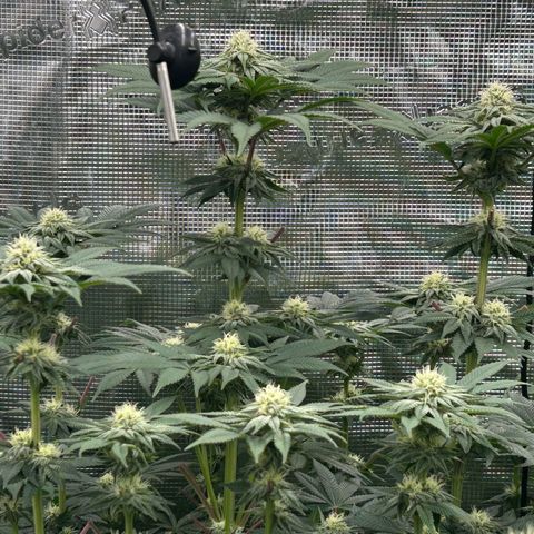 Lemon Orange 🍊 Super Lemon Haze x Clementine growlog timeline photo