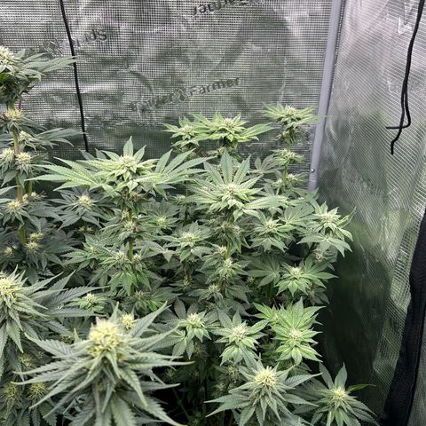 Persian Pie growlog timeline photo