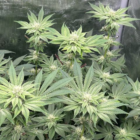 Persian Pie growlog timeline photo