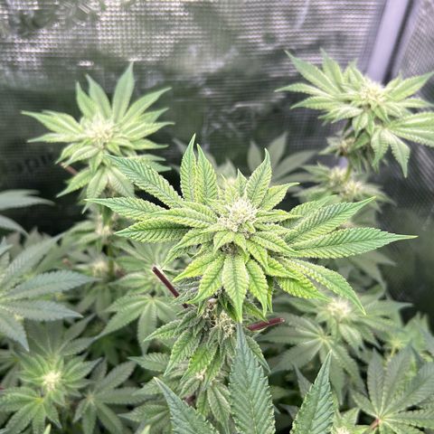 Persian Pie growlog timeline photo