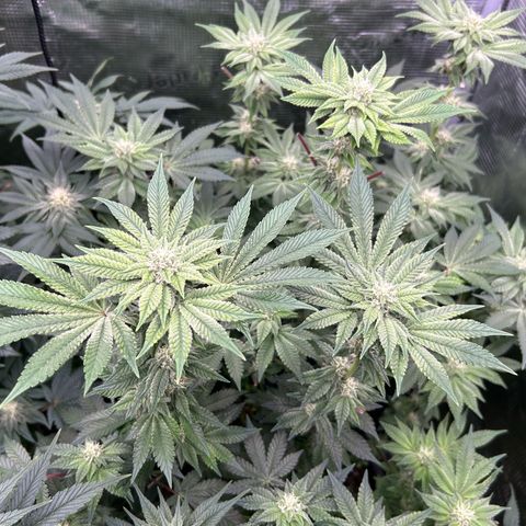 Persian Pie growlog timeline photo