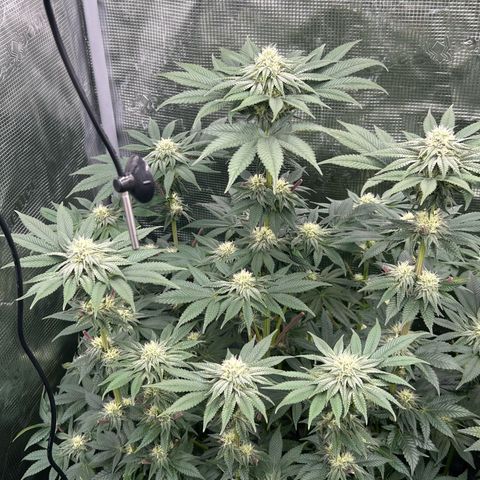 Lemon Orange 🍊 Super Lemon Haze x Clementine growlog timeline photo