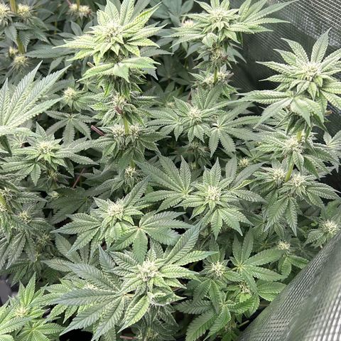 Persian Pie growlog timeline photo