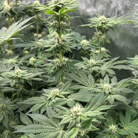Persian Pie growlog timeline photo