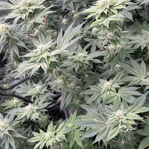 Persian Pie growlog timeline photo