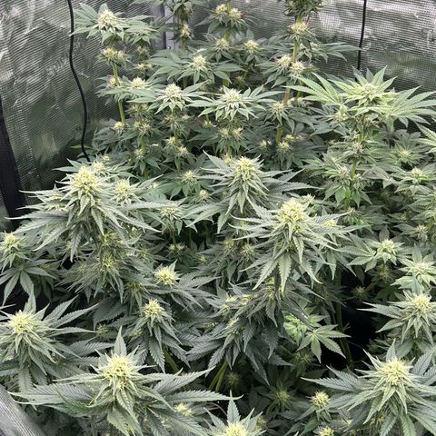 White Gorilla Haze #2 growlog timeline photo