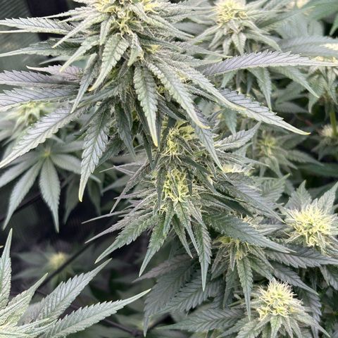 White Gorilla Haze #2 growlog timeline photo
