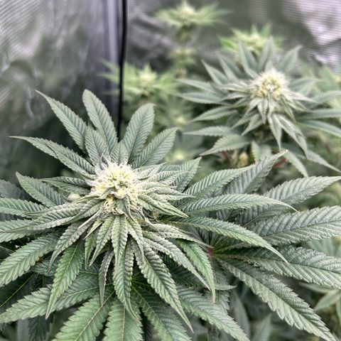 Lemon Orange 🍊 Super Lemon Haze x Clementine growlog timeline photo