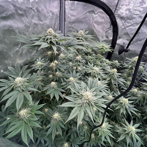 Lemon Orange 🍊 Super Lemon Haze x Clementine growlog timeline photo