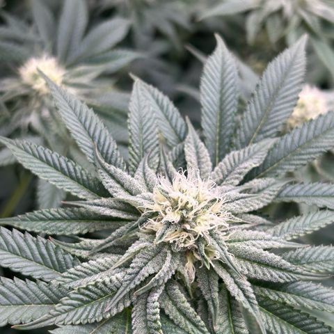 Lemon Orange 🍊 Super Lemon Haze x Clementine growlog timeline photo
