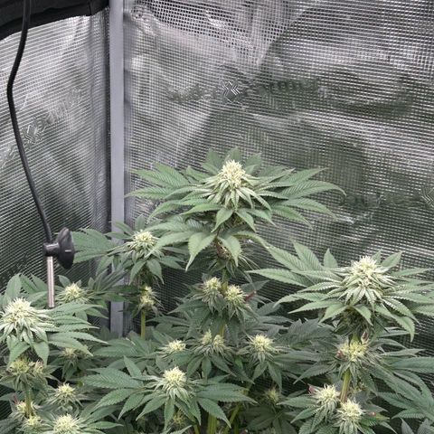Lemon Orange 🍊 Super Lemon Haze x Clementine growlog timeline photo