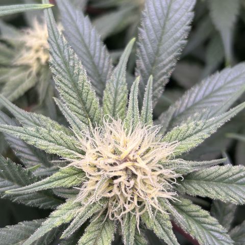 Dark Phoenix growlog timeline photo