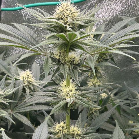 Dark Phoenix growlog timeline photo