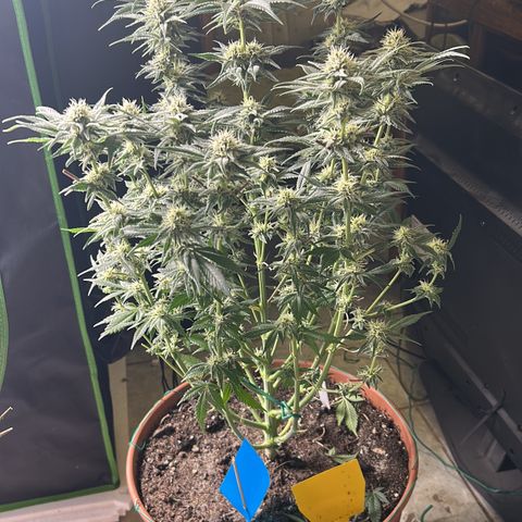 Dark Phoenix growlog timeline photo