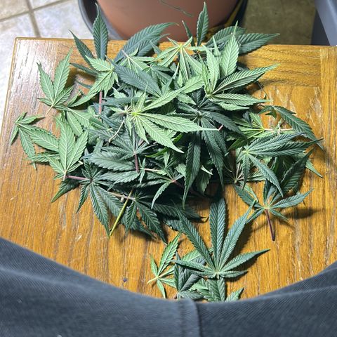 Dark Phoenix growlog timeline photo