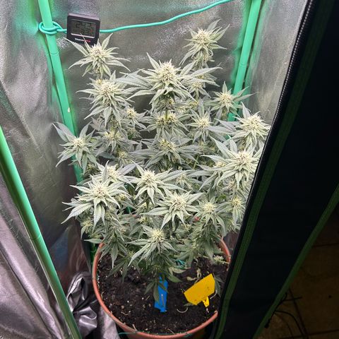 Dark Phoenix growlog timeline photo