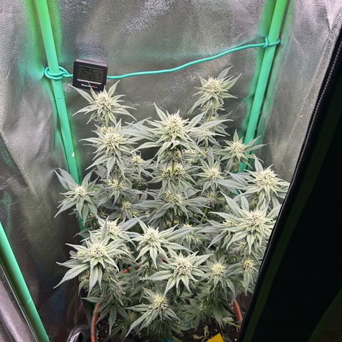 Dark Phoenix growlog timeline photo