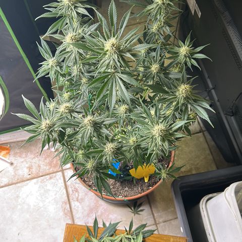 Dark Phoenix growlog timeline photo