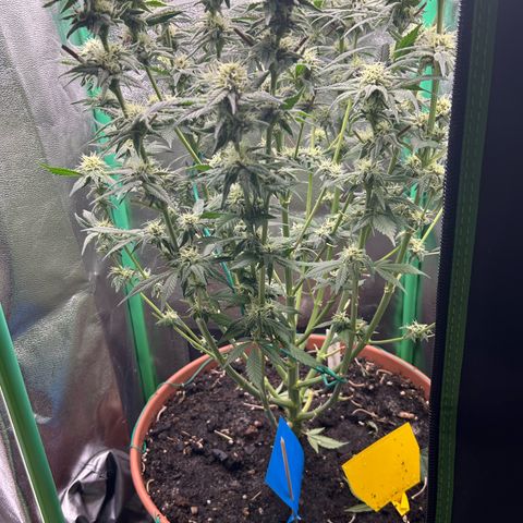 Dark Phoenix growlog timeline photo