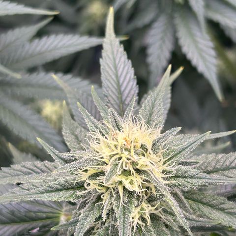 White Gorilla Haze #2 growlog timeline photo