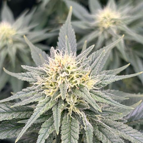 White Gorilla Haze #2 growlog timeline photo