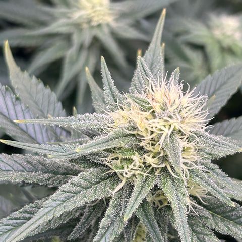 White Gorilla Haze #2 growlog timeline photo