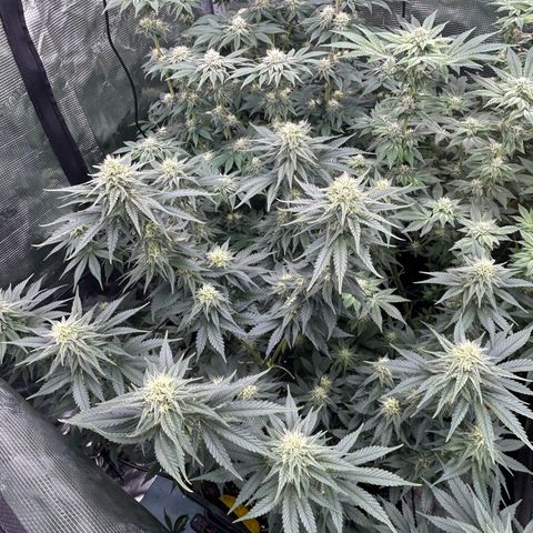 White Gorilla Haze #2 growlog timeline photo