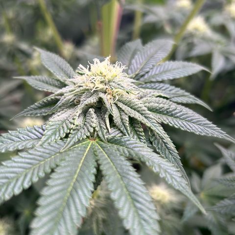 Lemon Orange 🍊 Super Lemon Haze x Clementine growlog timeline photo