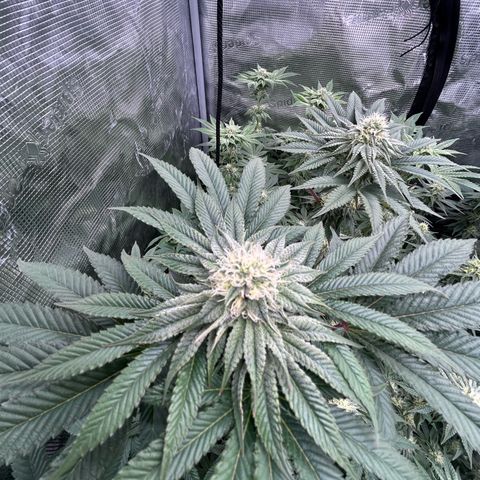 Lemon Orange 🍊 Super Lemon Haze x Clementine growlog timeline photo